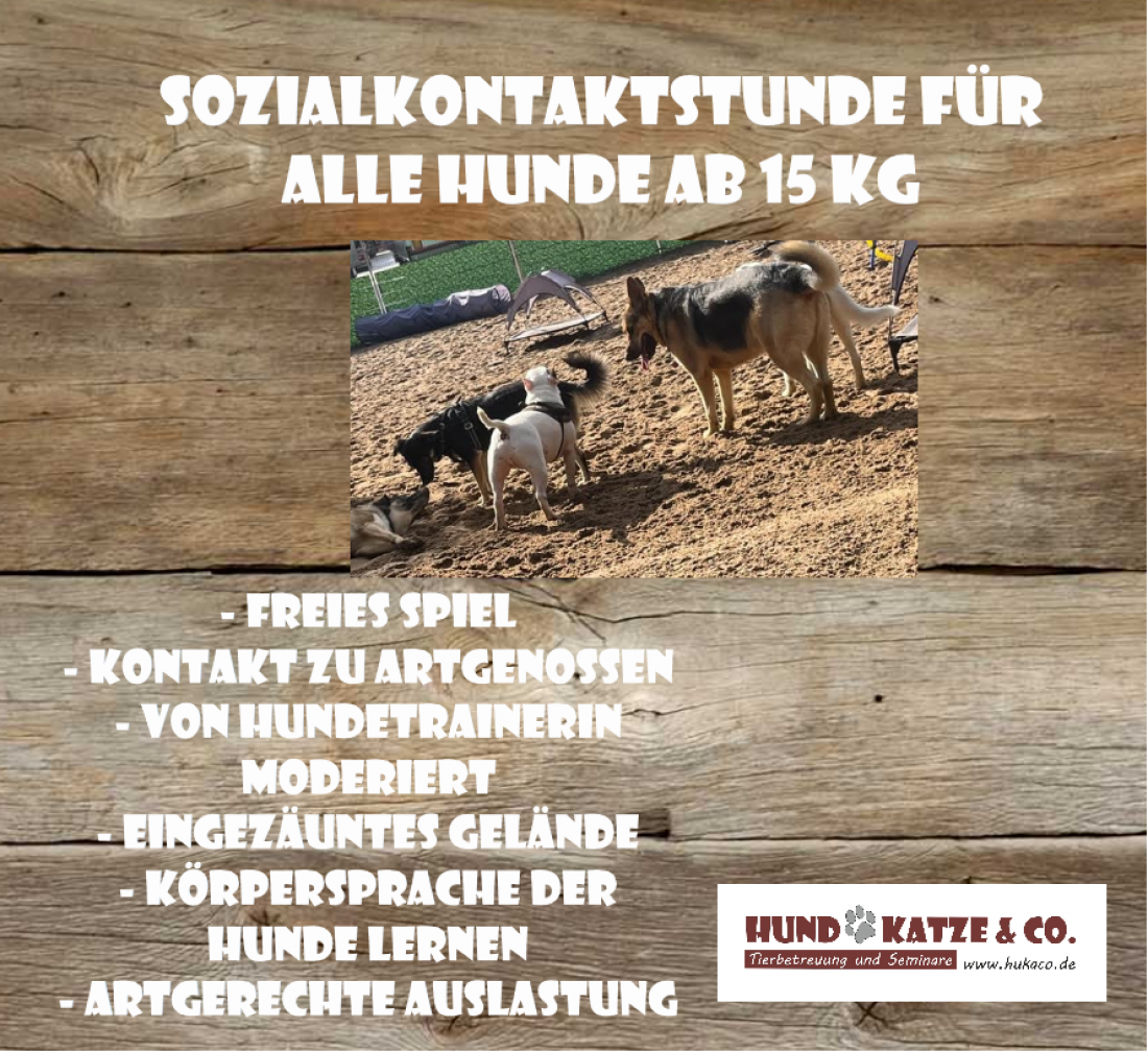 Sozialkontaktstunde für Hunde ab 15 kg