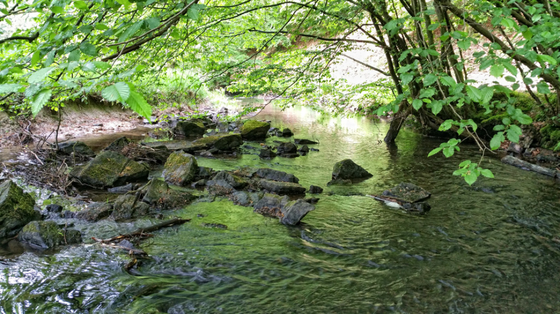 Wanderung durch das Naafbachtal 