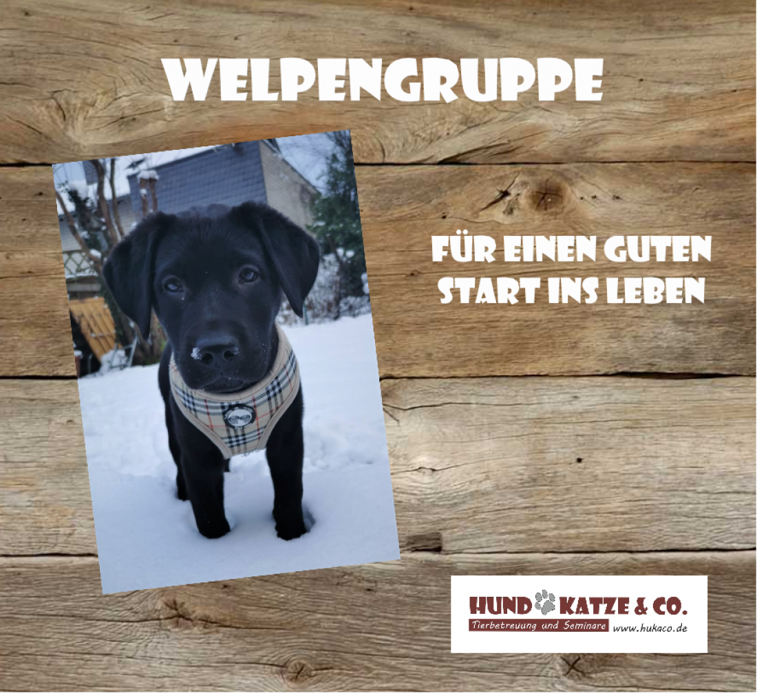 Welpensozialisierungskurs